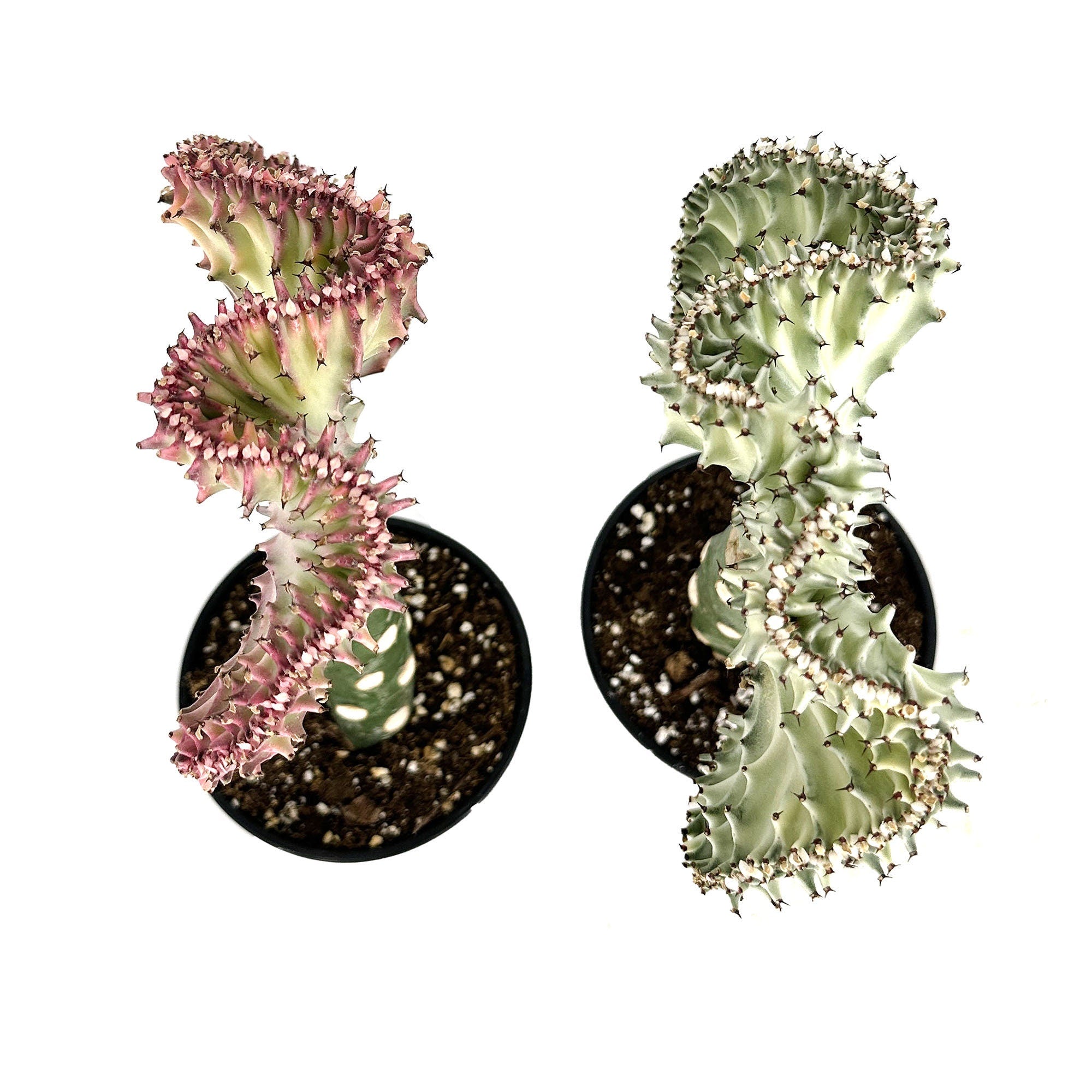 Euphorbia lactea crest 'Coral Cactus'
