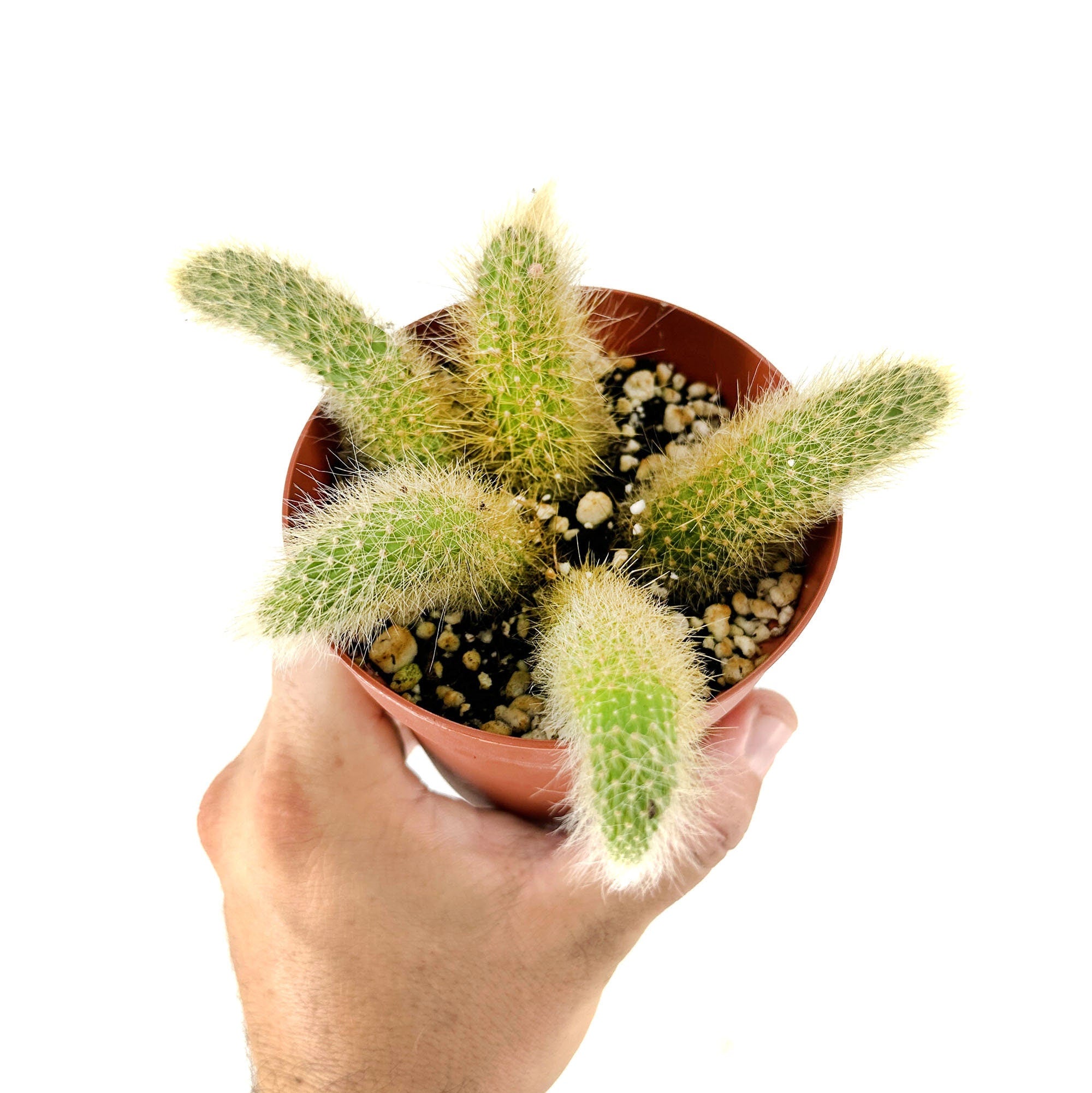 Hildewintera colademononis 'Monkey Tail Cactus'