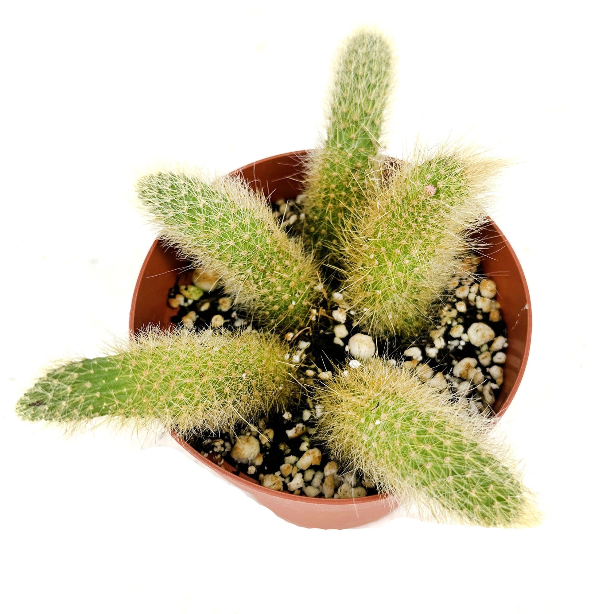 Hildewintera colademononis 'Monkey Tail Cactus'