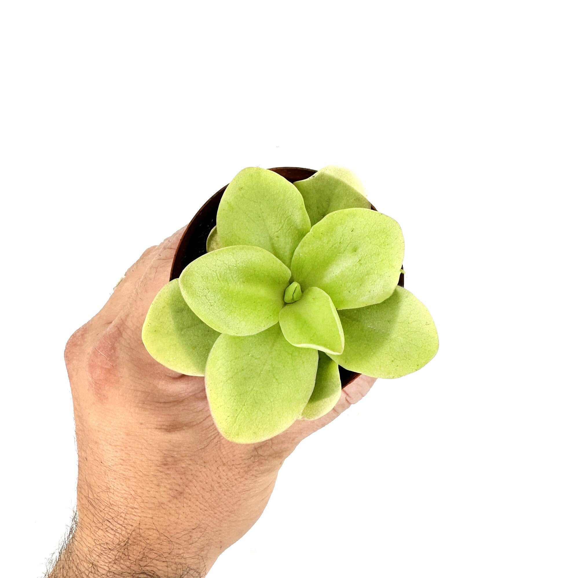 Pinguicula gigantea 'Butterwort'