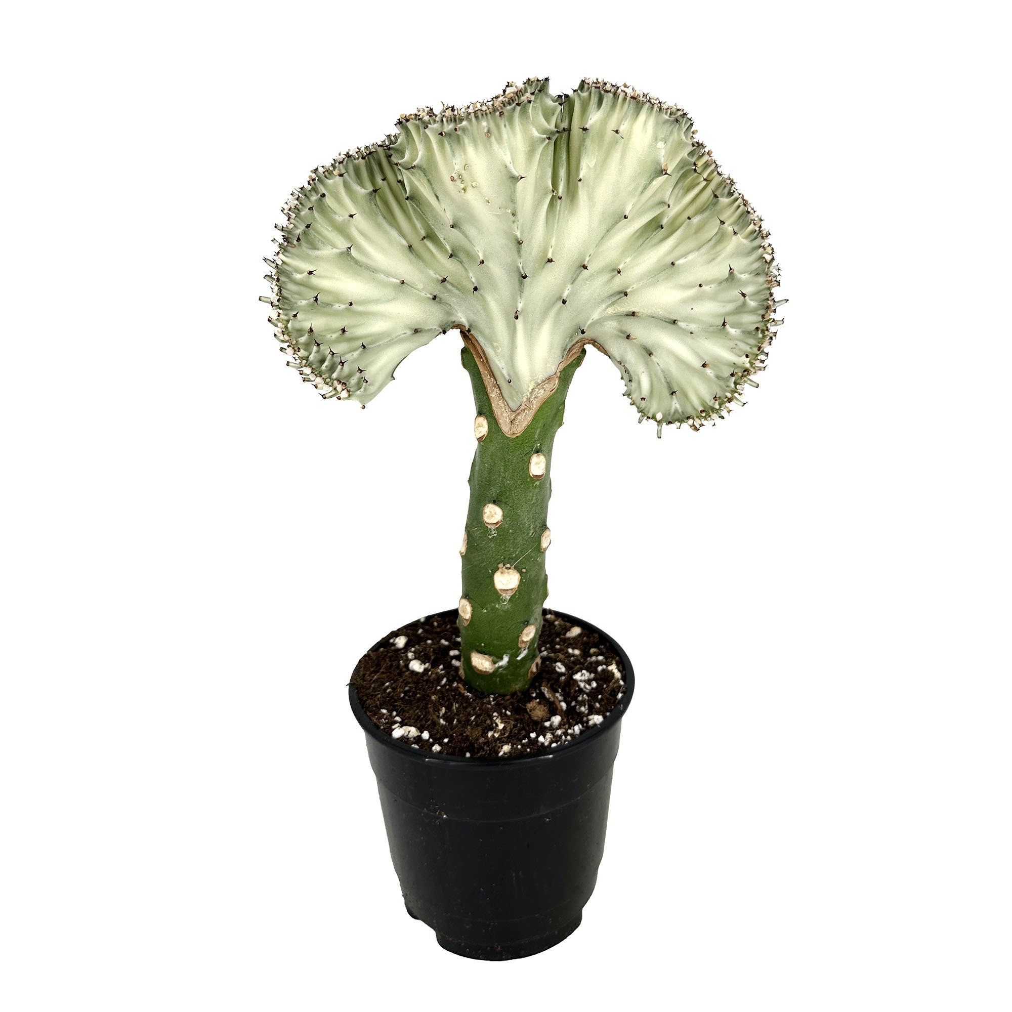 Euphorbia lactea crest 'Coral Cactus'
