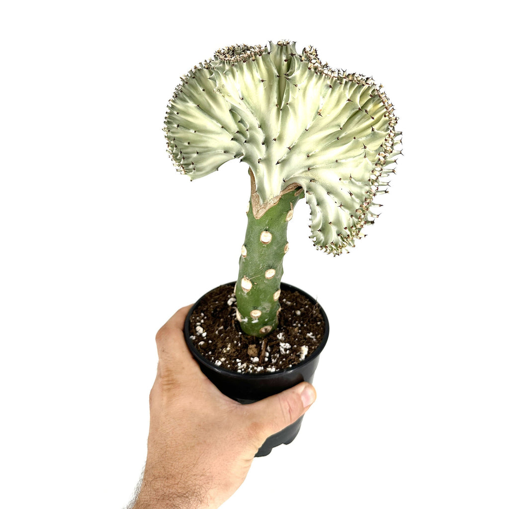 Euphorbia lactea crest 'Coral Cactus'