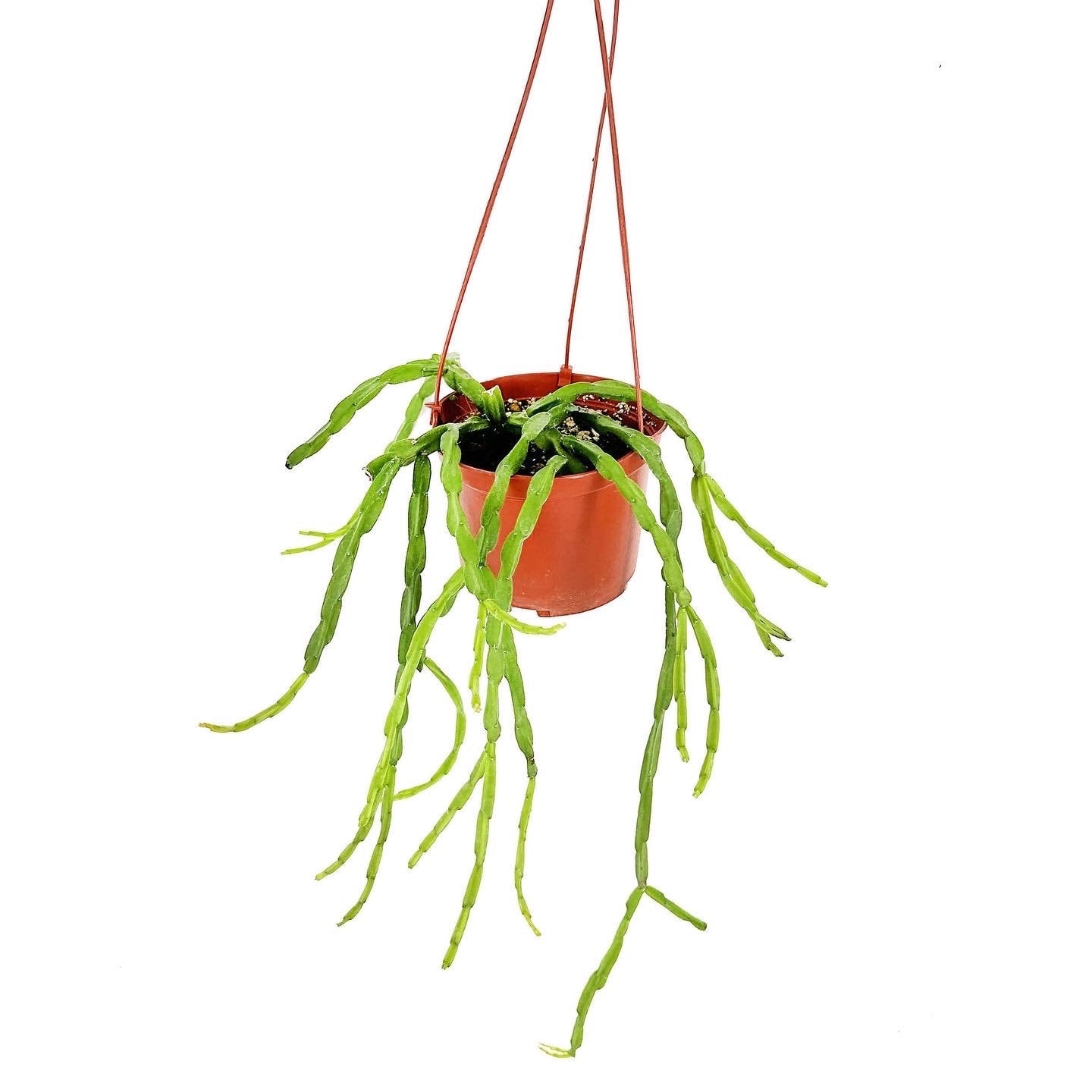 Rhipsalis paradoxa 'Chain Cactus'