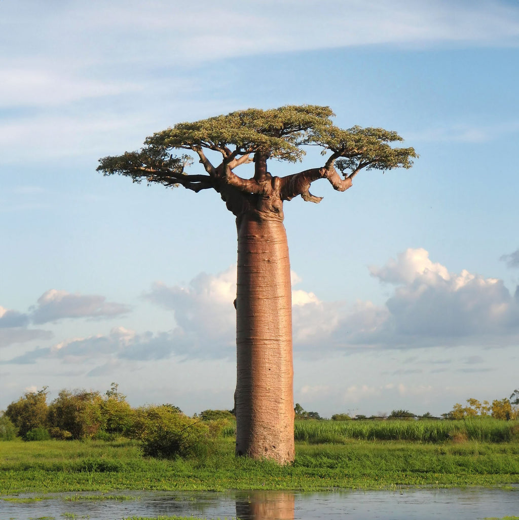 Adansonia digitata 'African Baobab'