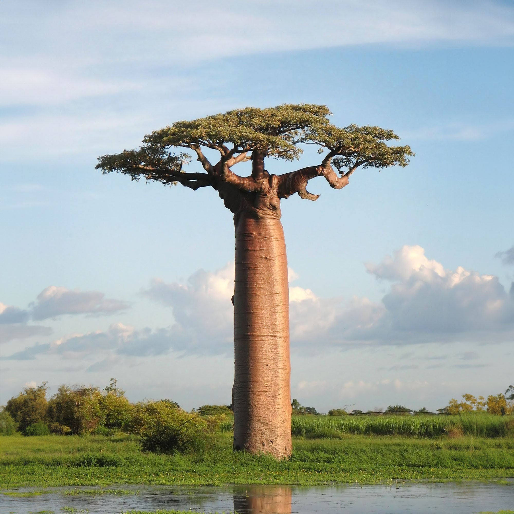 Adansonia digitata 'African Baobab'