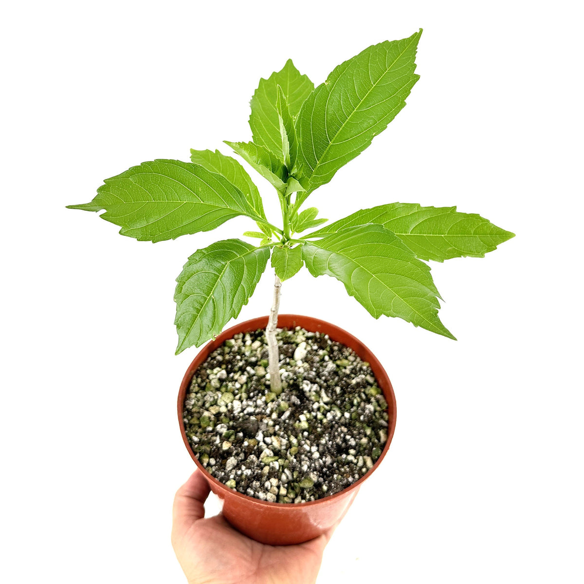african bonsai succulent Trichodiadema bulbosum 'African Bonsai' – SarahCotta Plants
