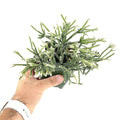 Rhipsalis pilocarpa 'Hairy Stem Mistletoe Cactus'