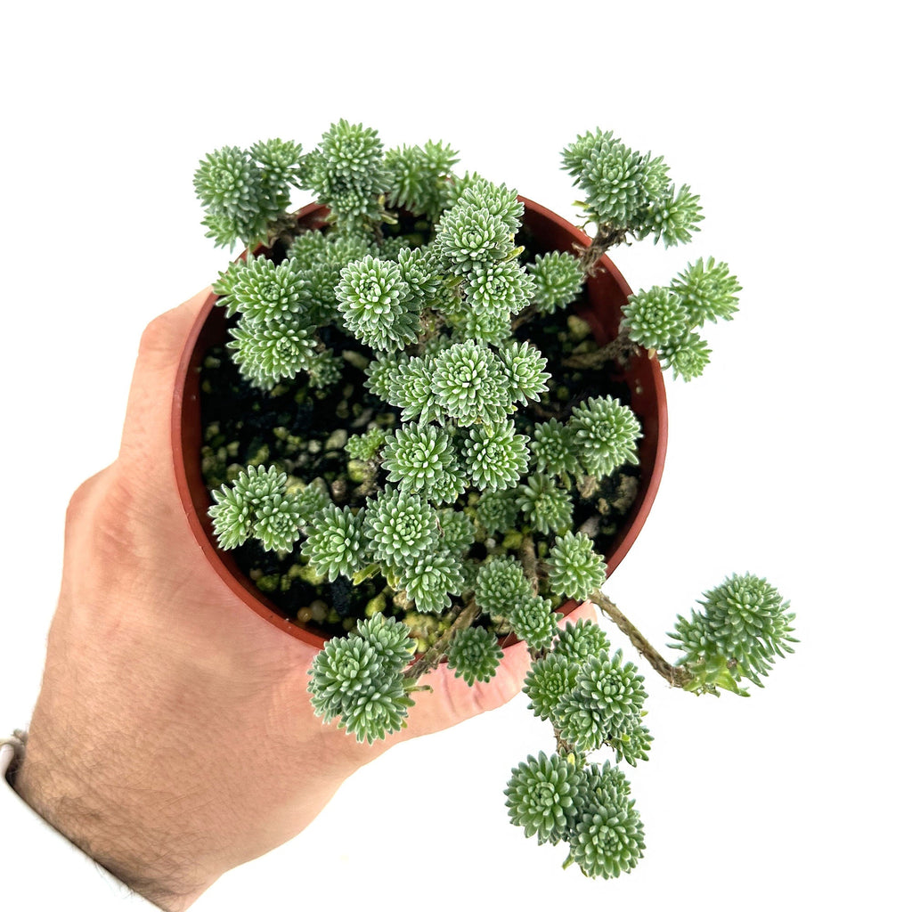 Sedum multiceps 'Mini Joshua Tree'