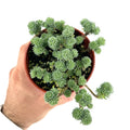 Sedum multiceps 'Mini Joshua Tree'