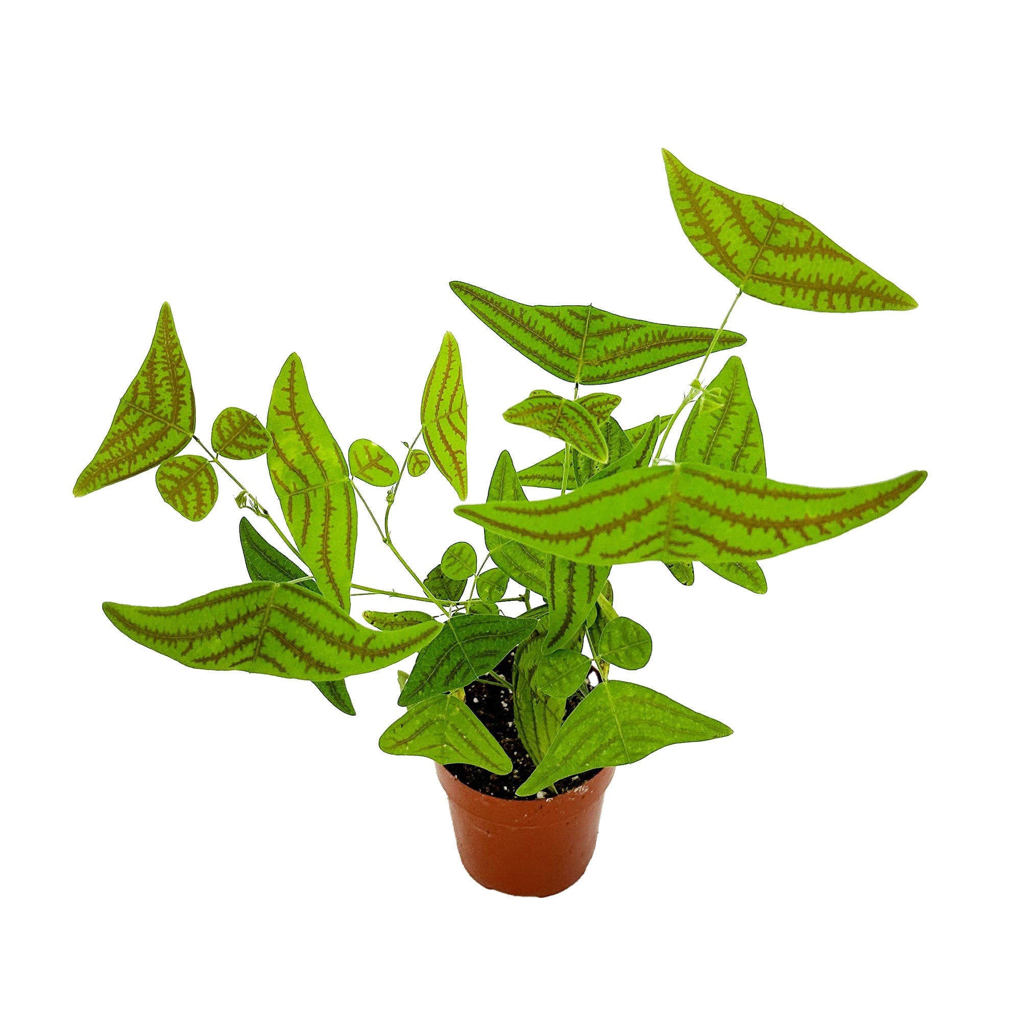 Christia obcordata 'Butterfly Plant'