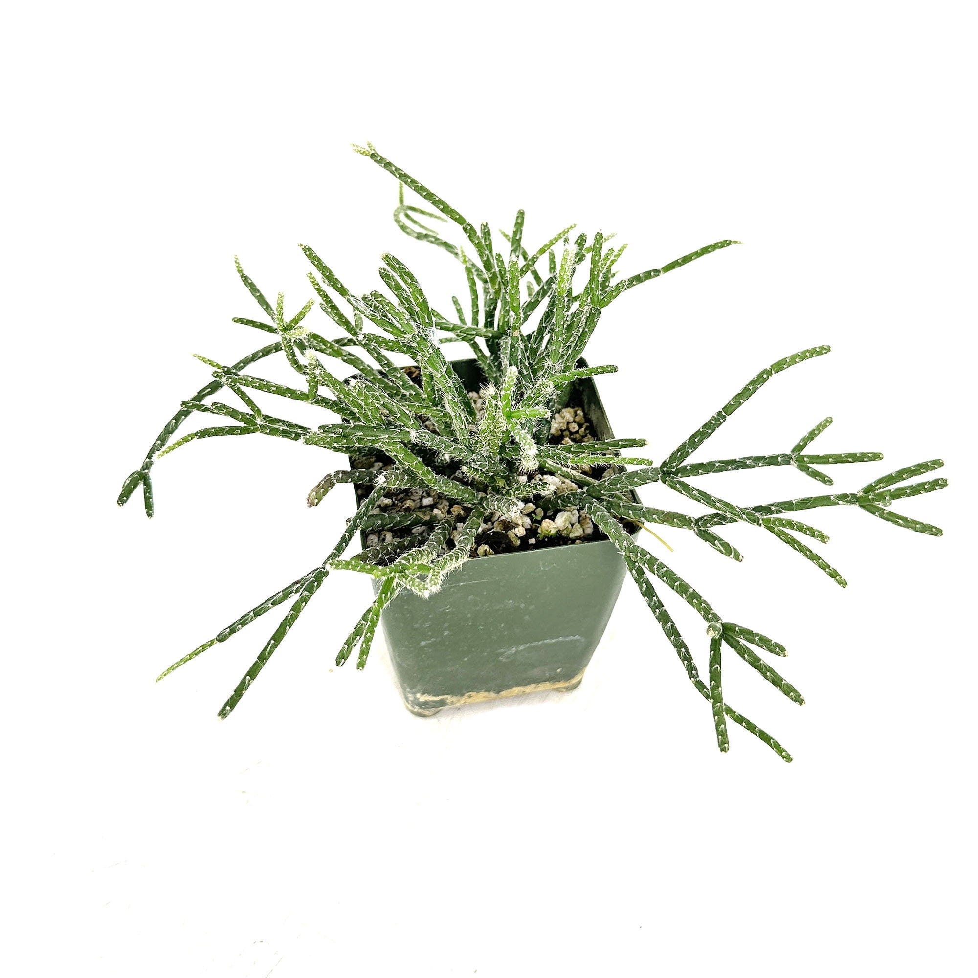 Rhipsalis pilocarpa 'Hairy Stem Mistletoe Cactus'