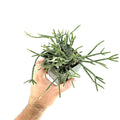 Rhipsalis pilocarpa 'Hairy Stem Mistletoe Cactus'