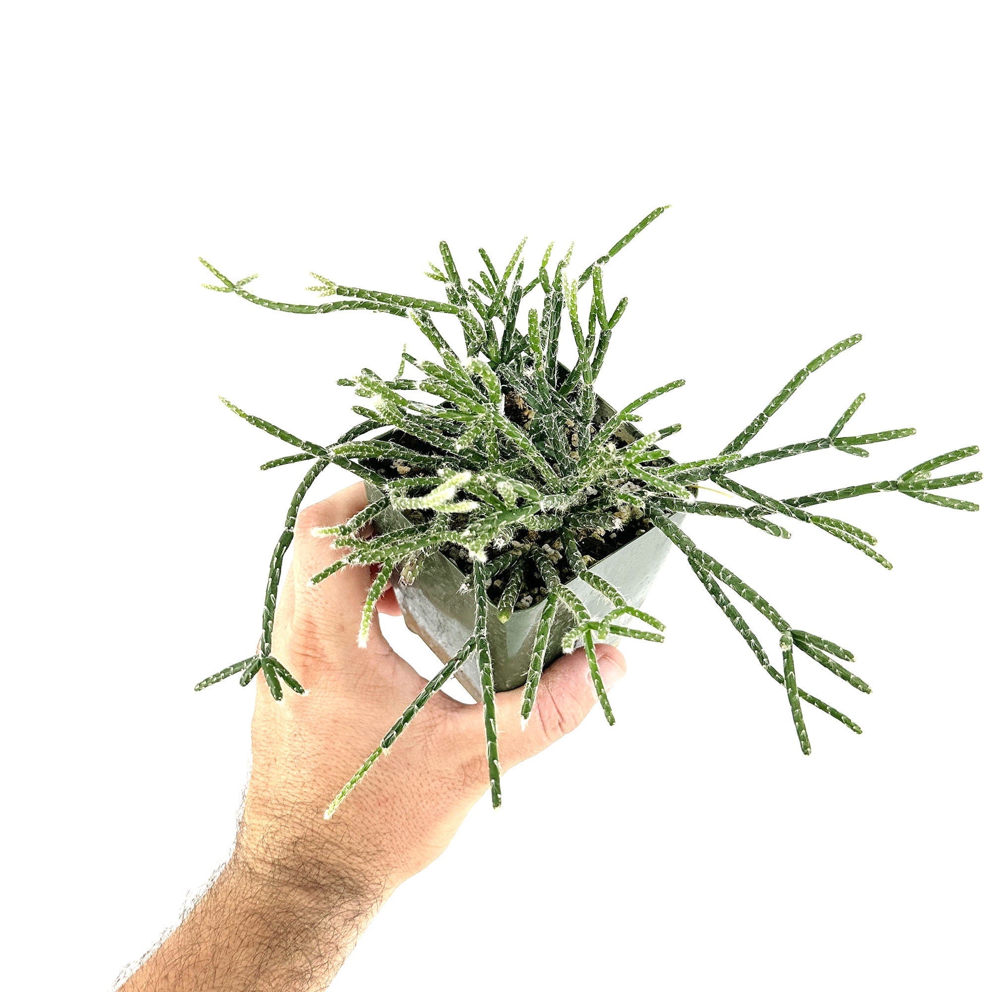 Rhipsalis pilocarpa 'Hairy Stem Mistletoe Cactus'