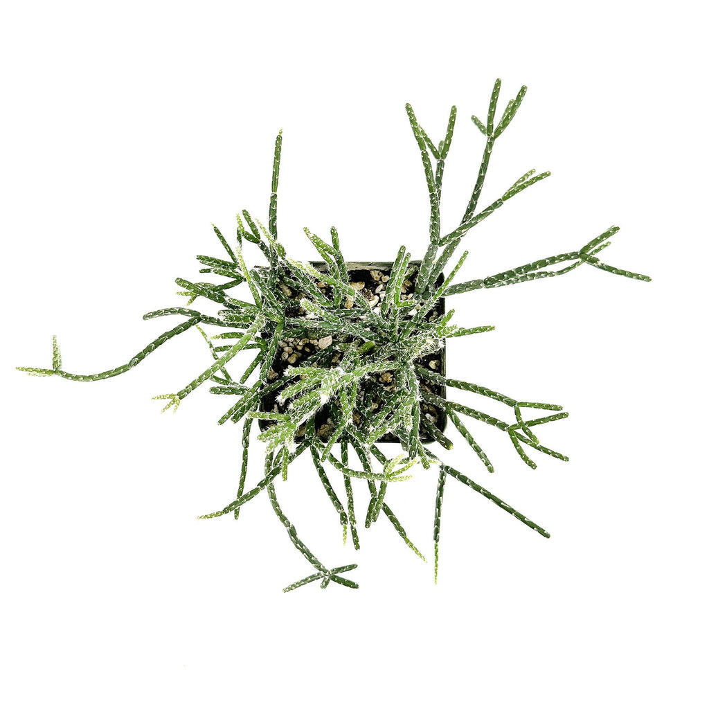 Rhipsalis pilocarpa 'Hairy Stem Mistletoe Cactus'