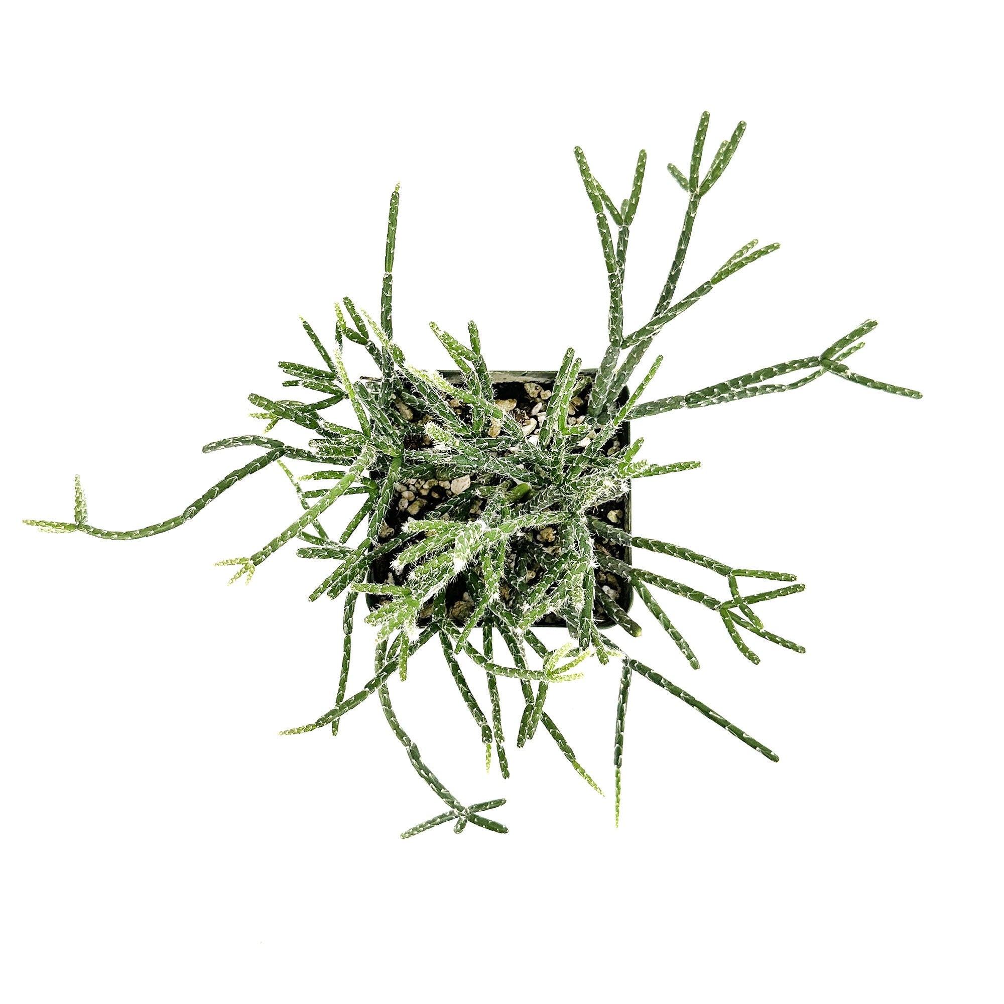 Rhipsalis pilocarpa 'Hairy Stem Mistletoe Cactus'