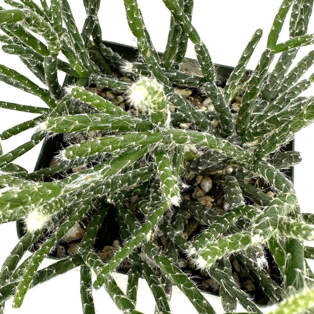 Rhipsalis pilocarpa 'Hairy Stem Mistletoe Cactus'