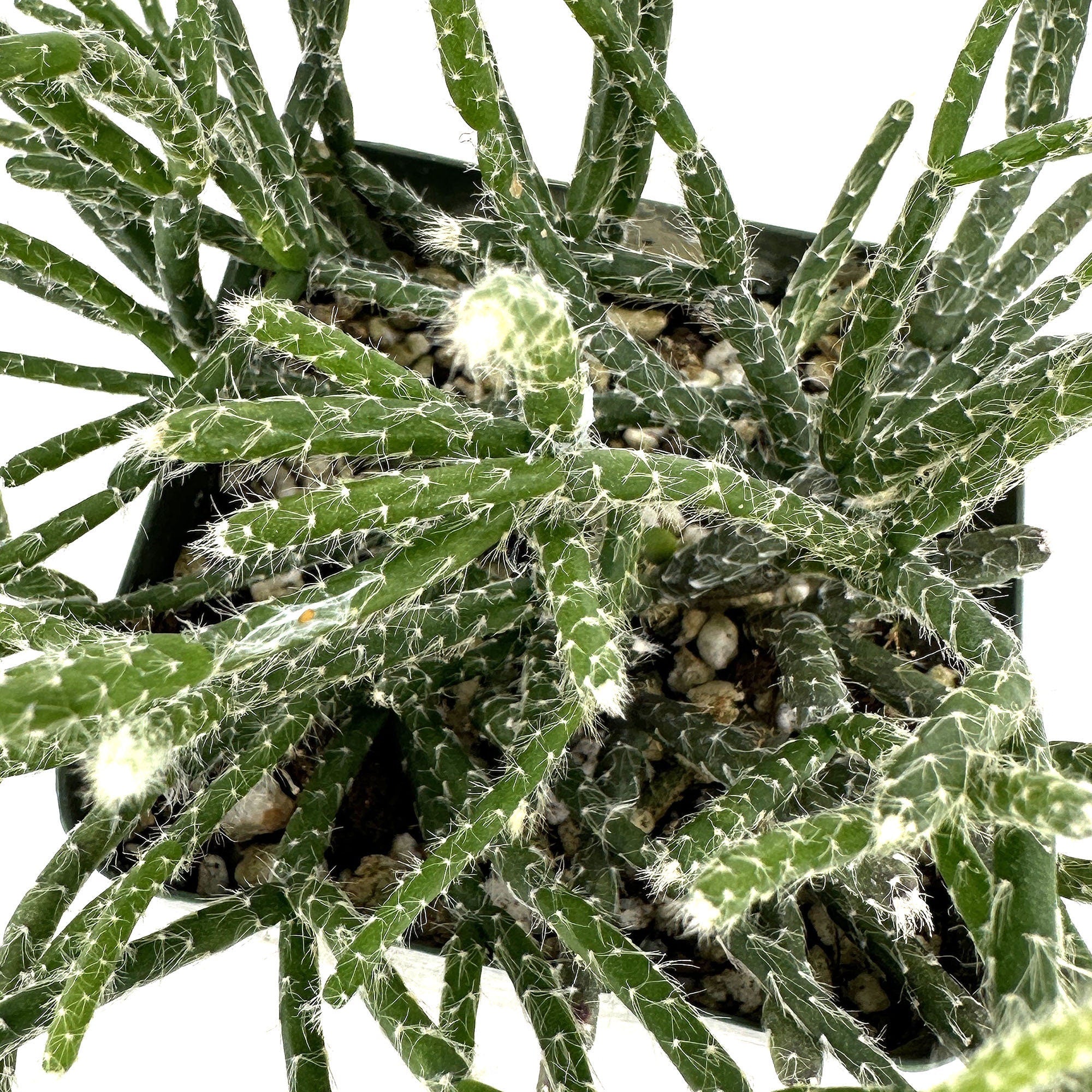 Rhipsalis pilocarpa 'Hairy Stem Mistletoe Cactus'