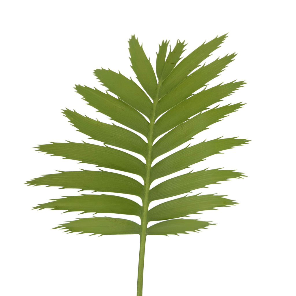 Dioon spinulosum 'Giant Mexican Cycad'