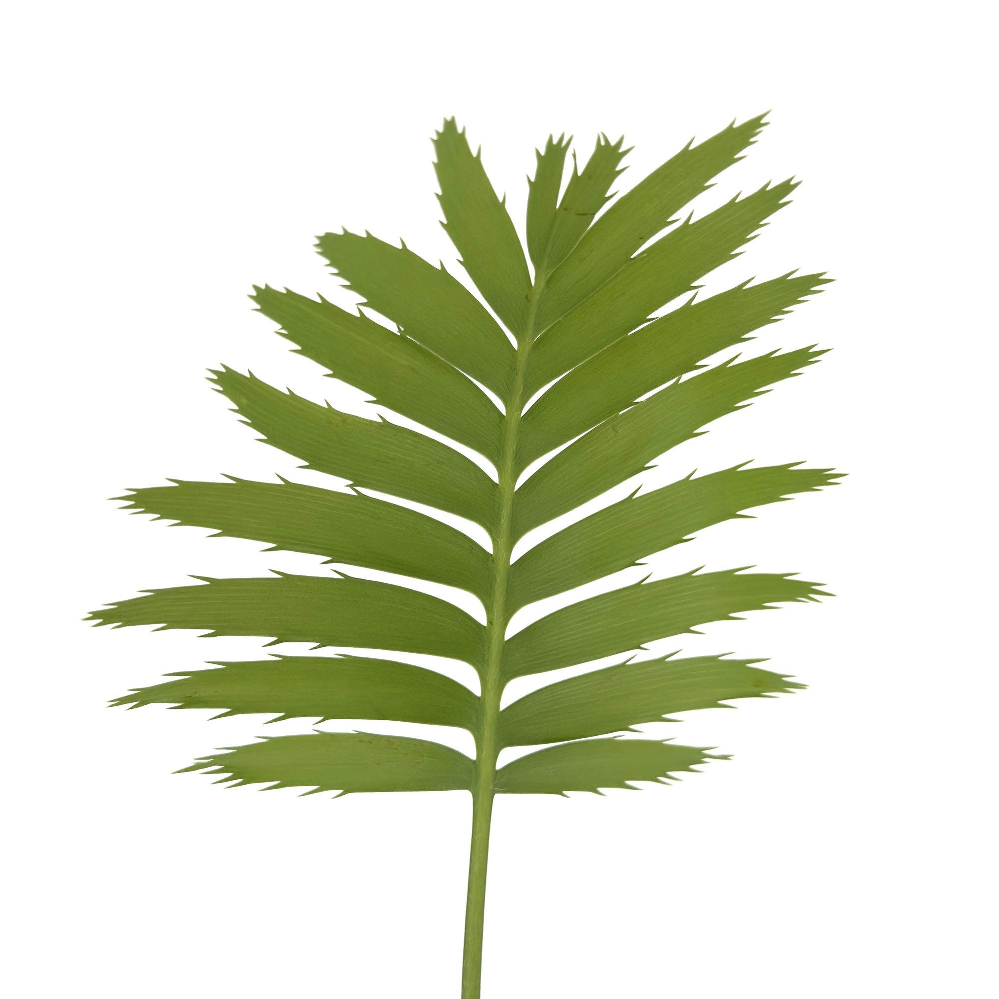 Dioon spinulosum 'Giant Mexican Cycad'
