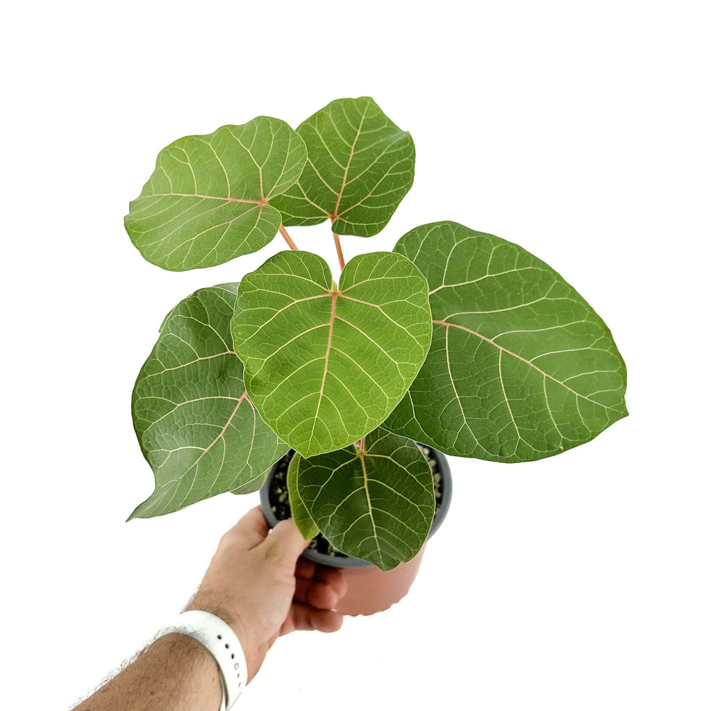 Ficus abutilifolia