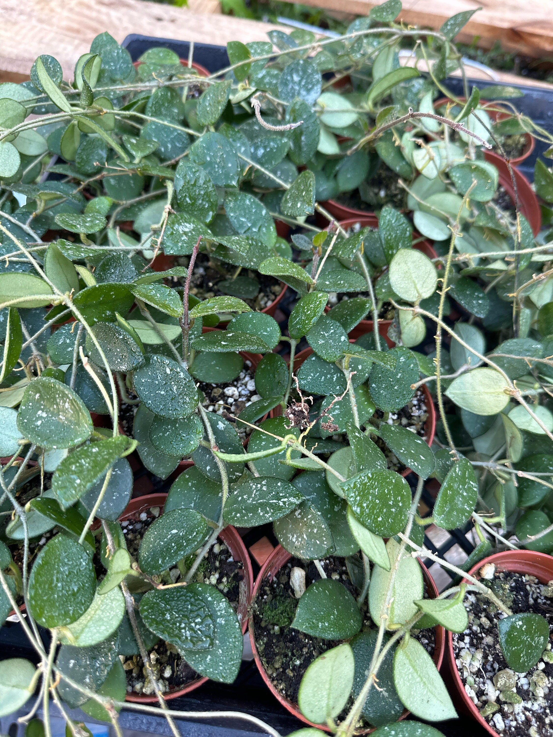Hoya mathilde