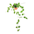 Hoya mathilde