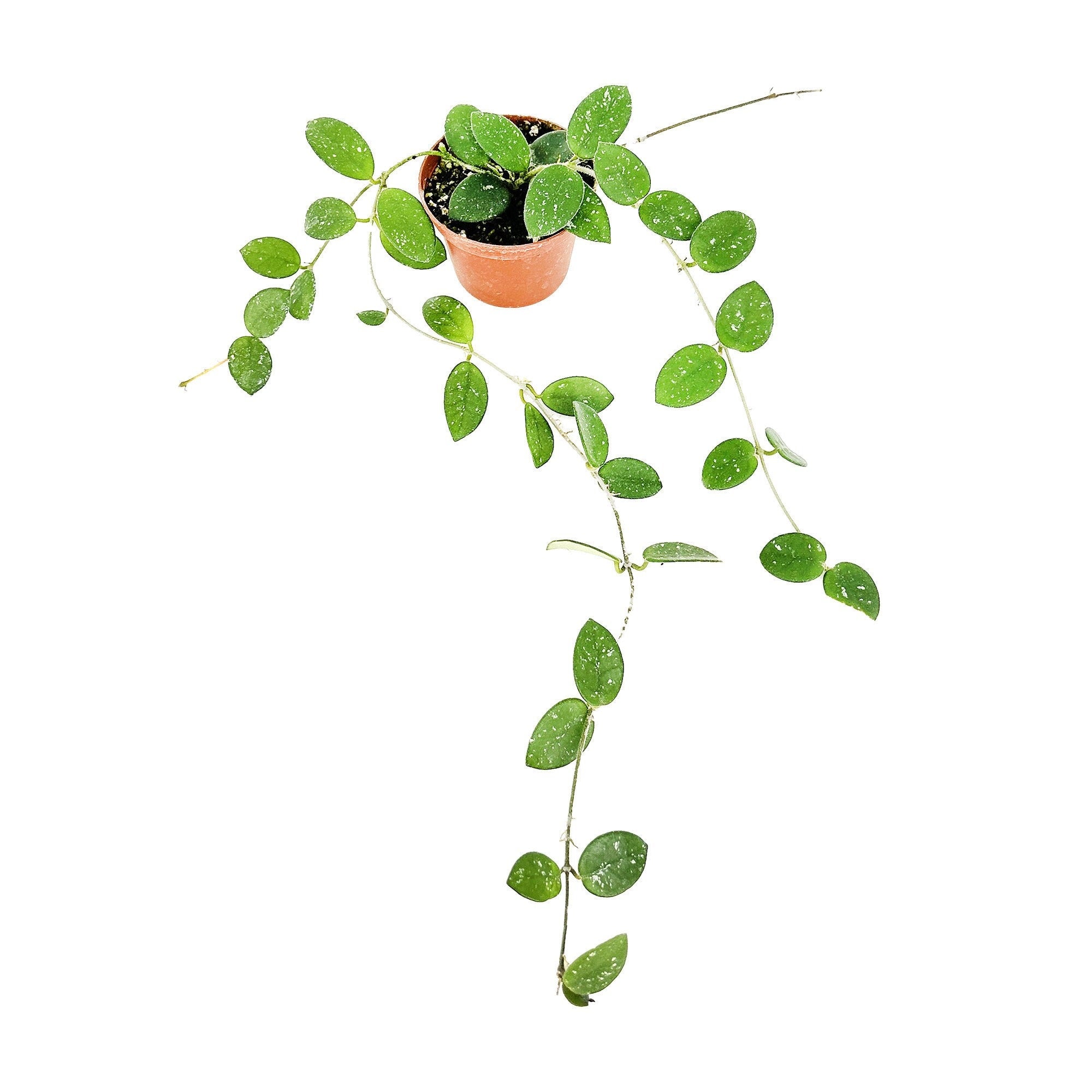Hoya mathilde