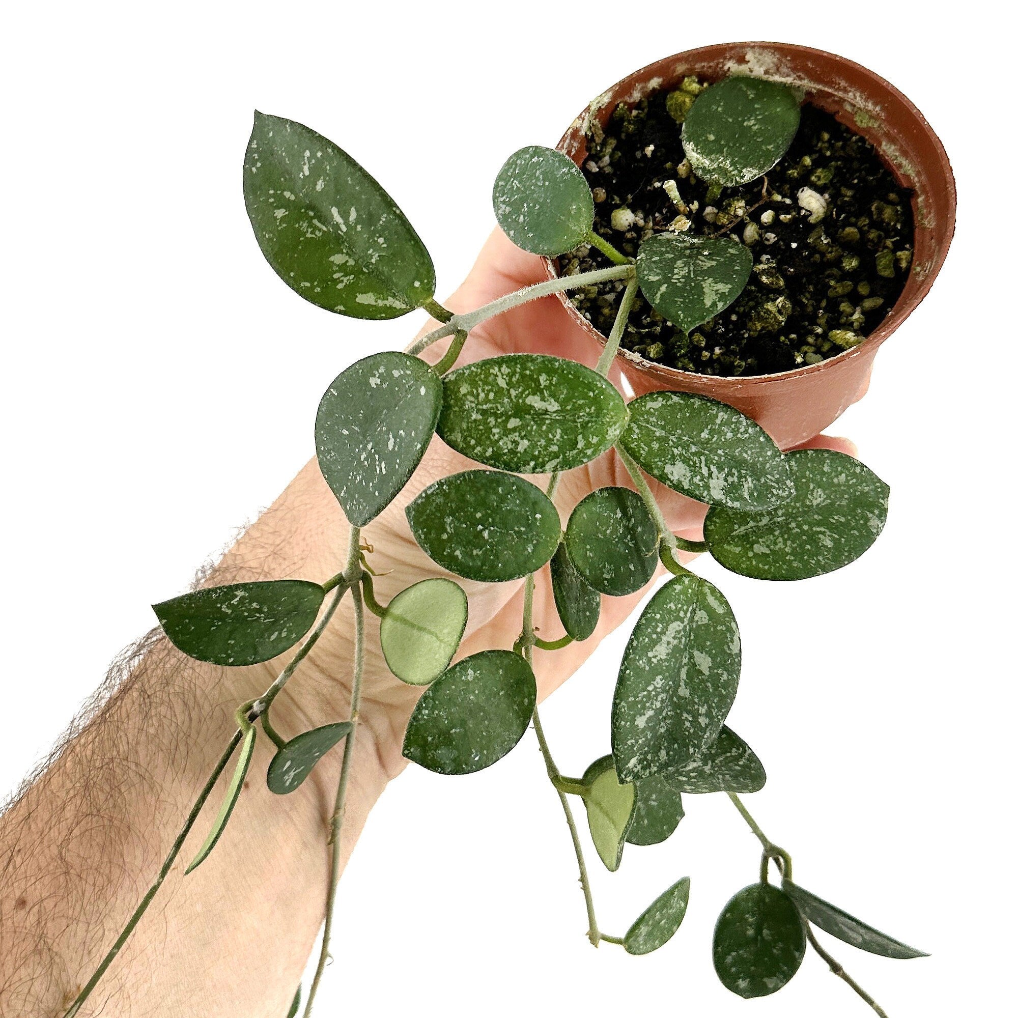 Hoya mathilde
