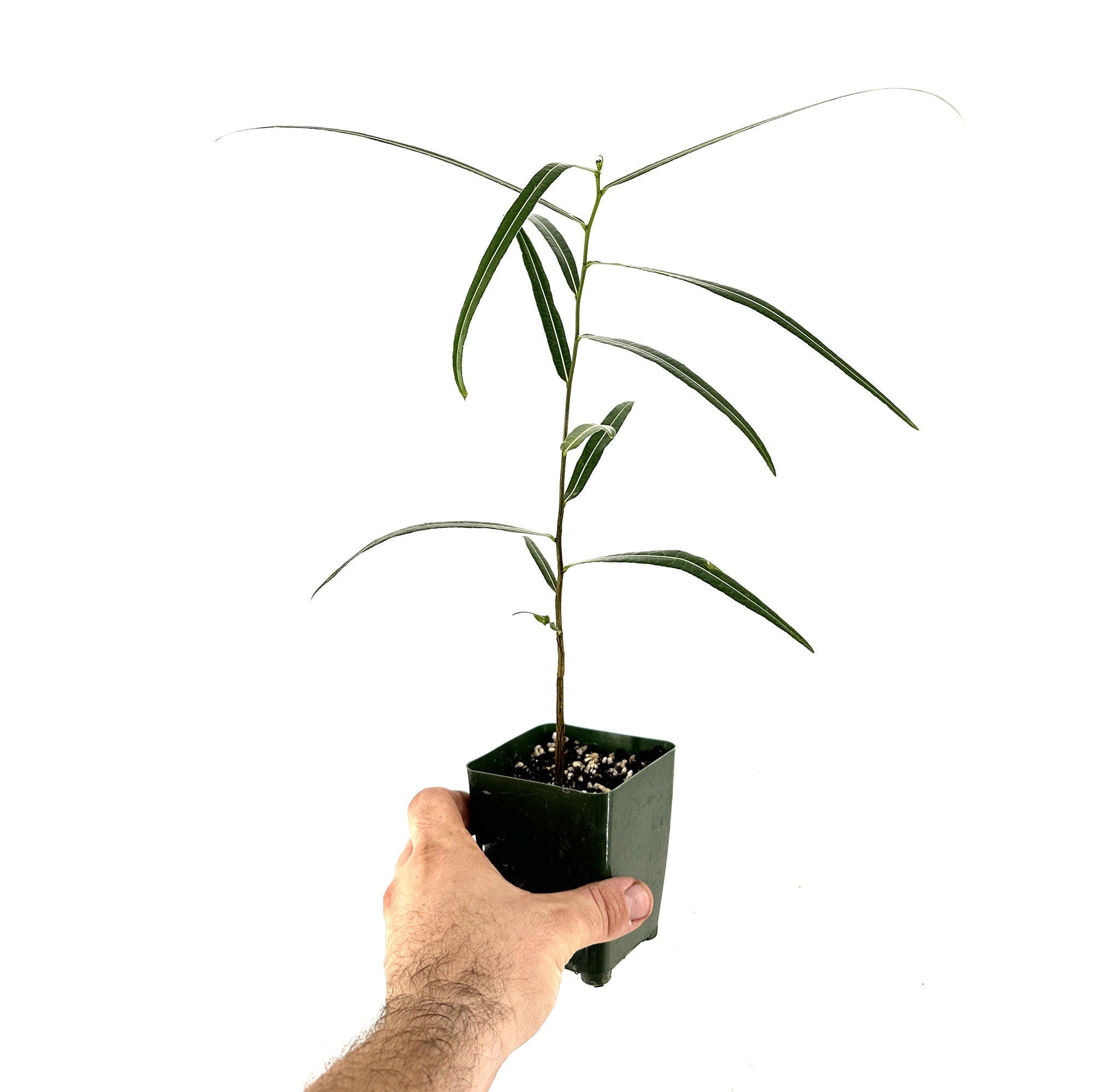 Brachychiton rupestris 'Queensland Bottle Tree'
