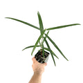 Brachychiton rupestris 'Queensland Bottle Tree'