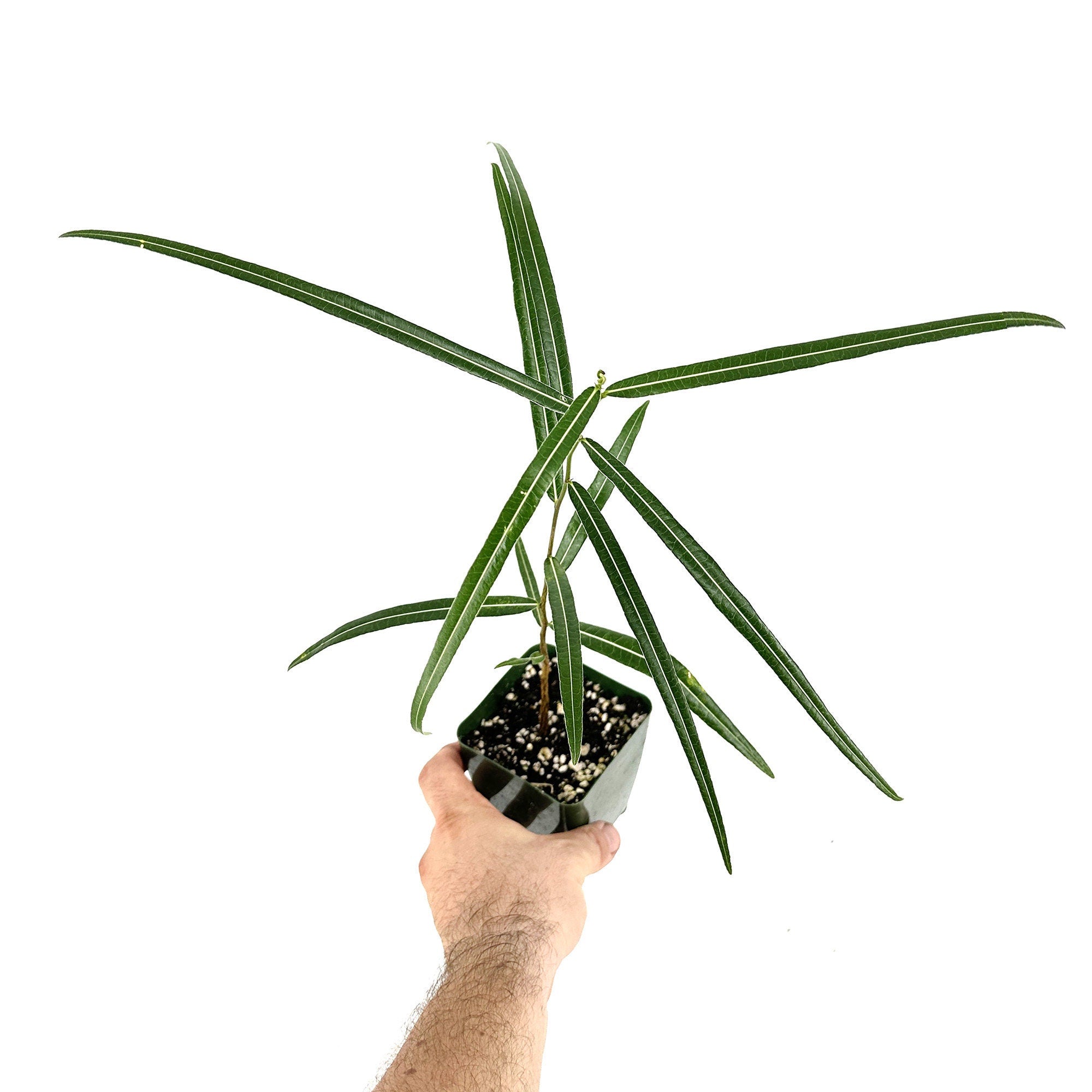 Brachychiton rupestris 'Queensland Bottle Tree'