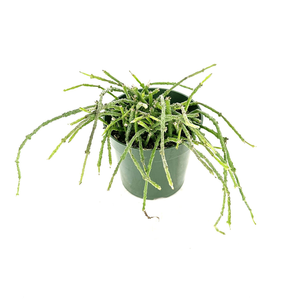 Cynanchum marnierianum 'Bundle of Sticks'