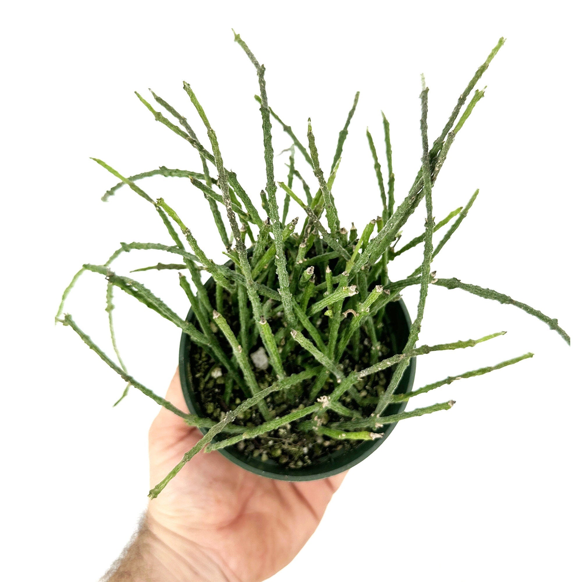Cynanchum marnierianum 'Bundle of Sticks'