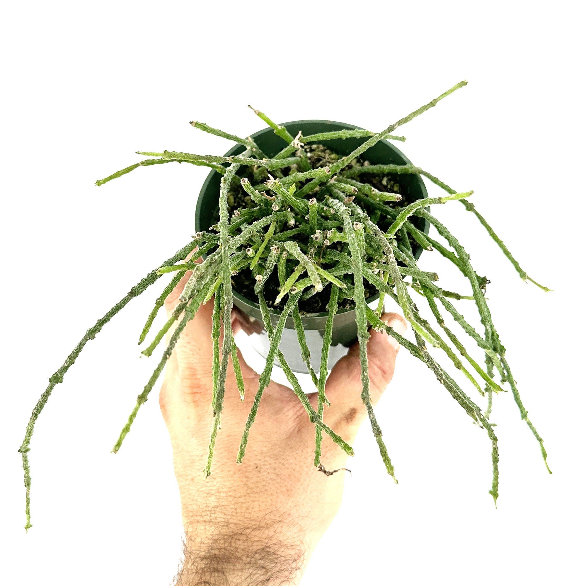 Cynanchum marnierianum 'Bundle of Sticks'