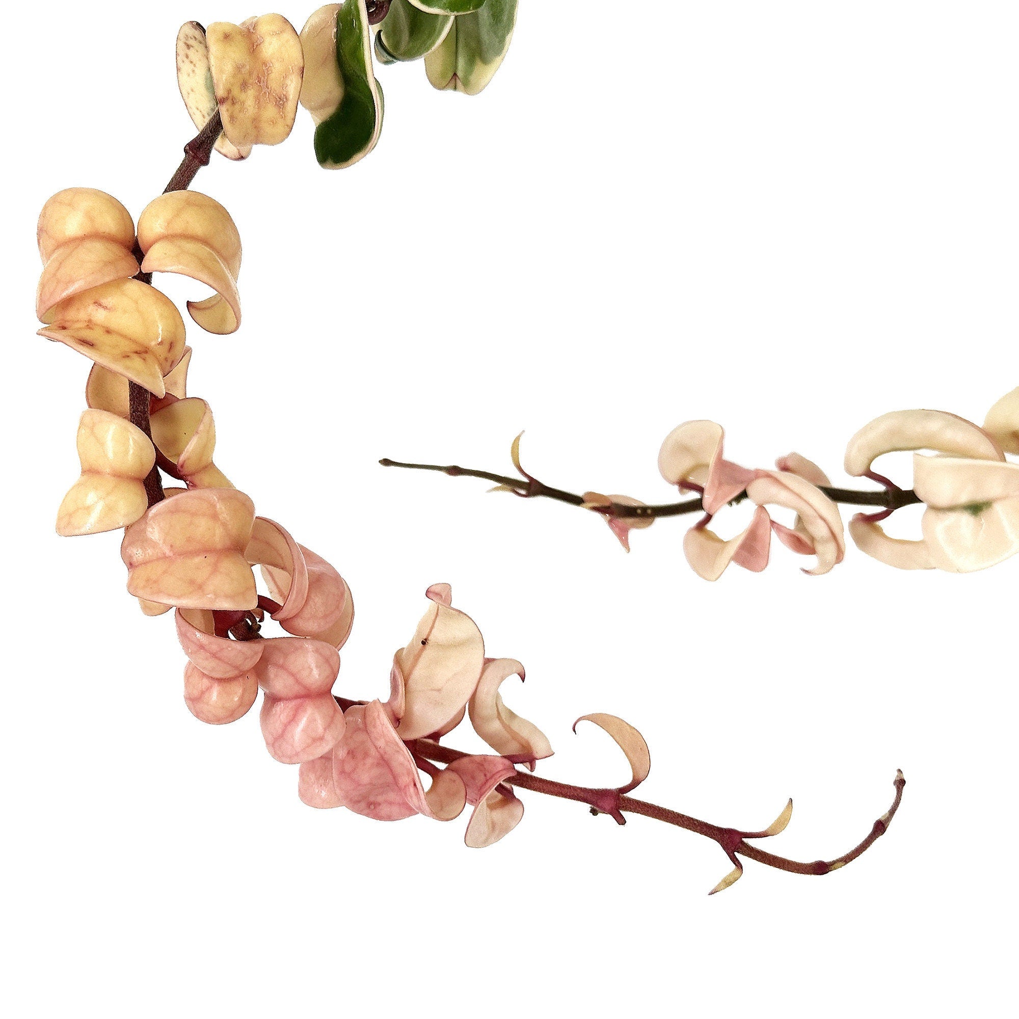 Hoya carnosa compacta variegata 'Variegated Hindu Rope'