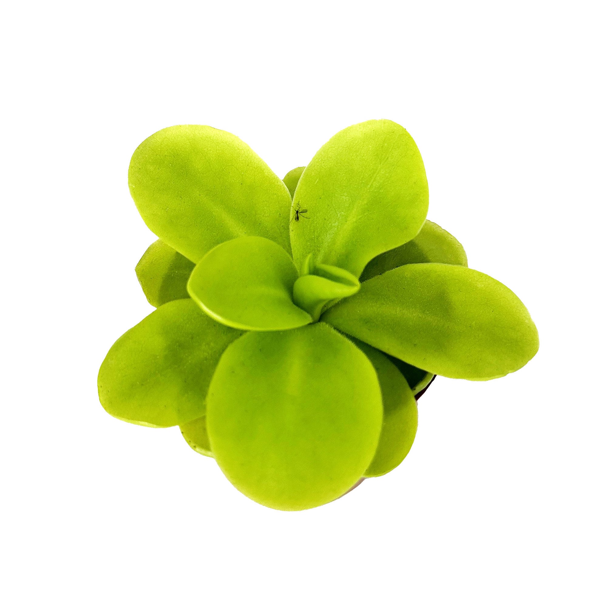 Pinguicula gigantea 'Butterwort'