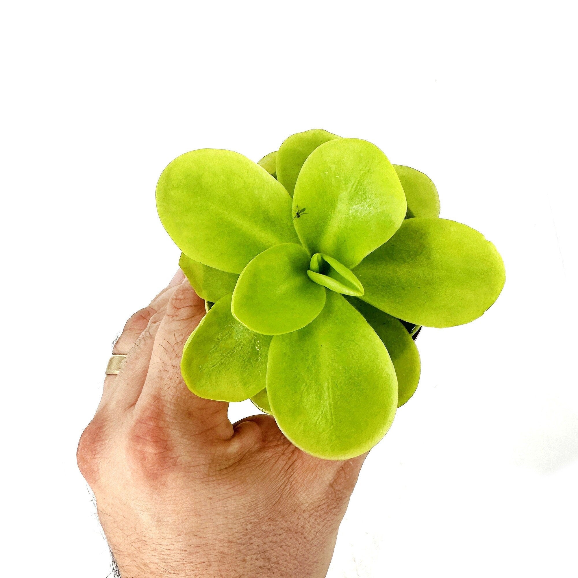 Pinguicula gigantea 'Butterwort'