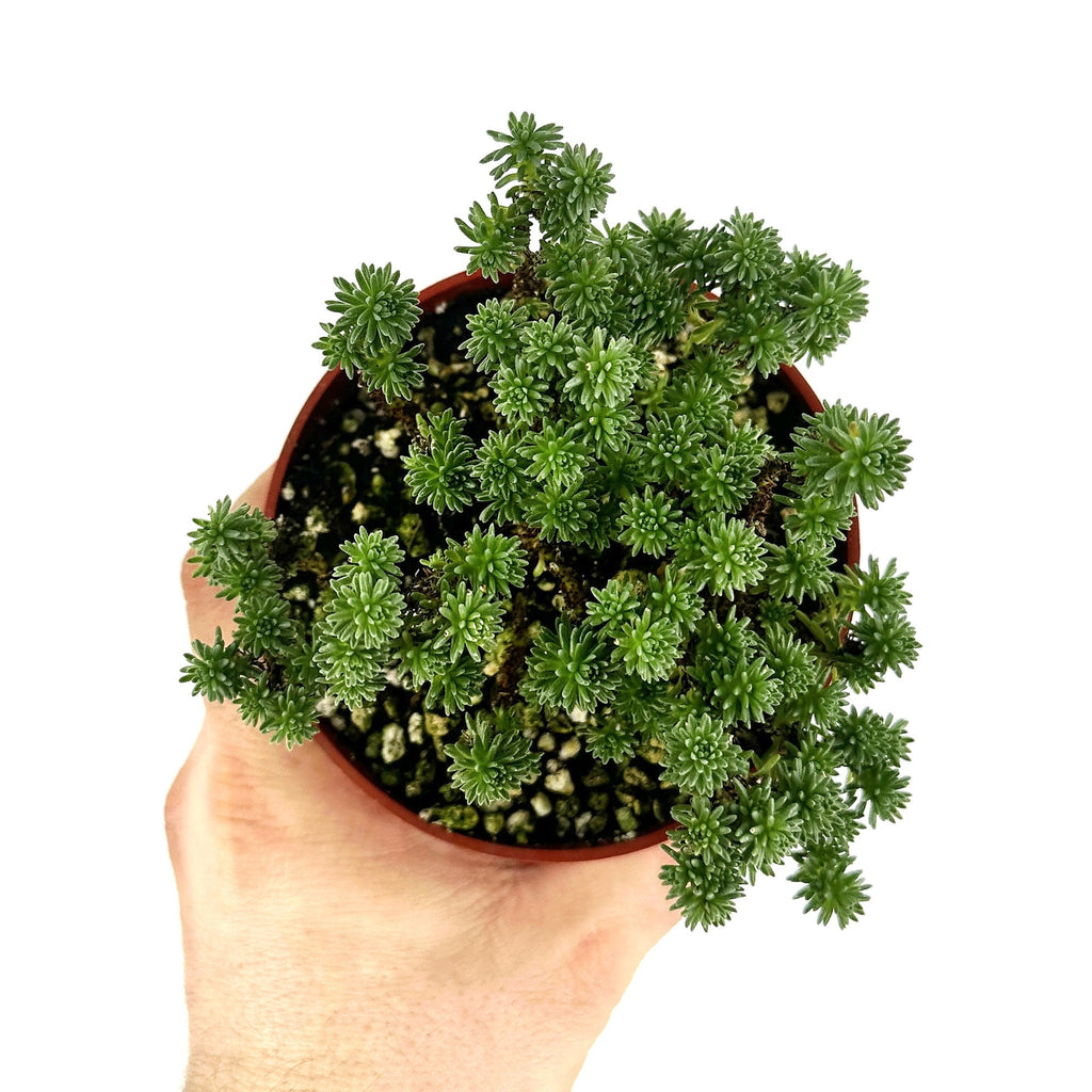 Sedum multiceps 'Mini Joshua Tree'