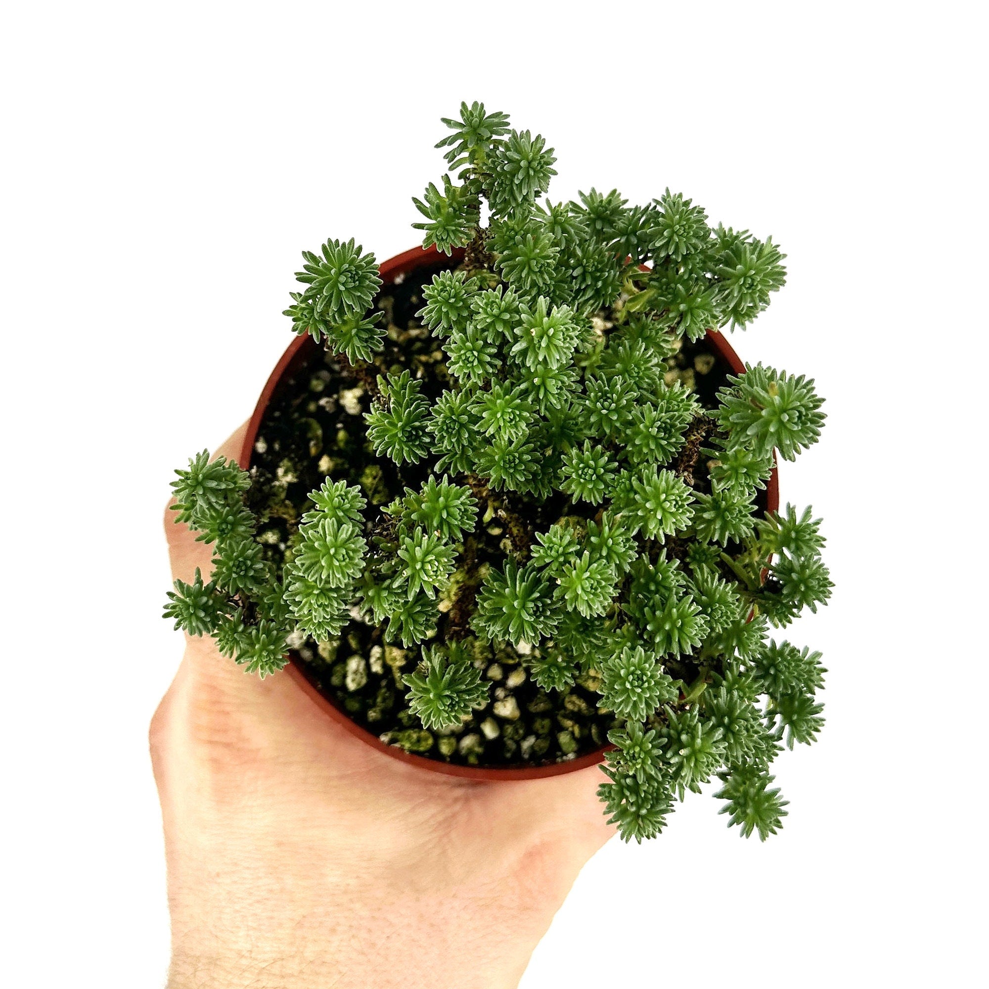 Sedum multiceps 'Mini Joshua Tree'