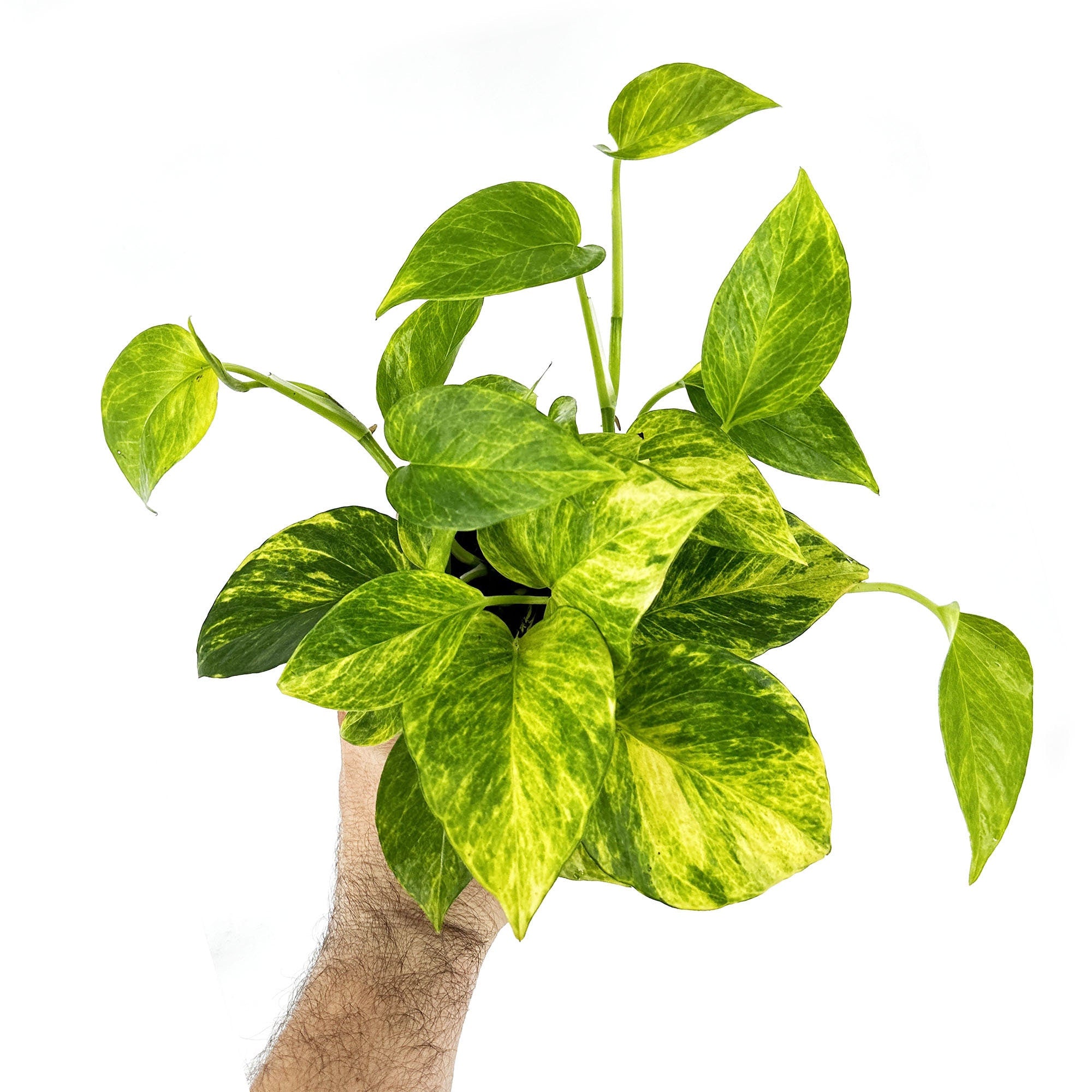Epipremnum aureum 'Neon Queen'