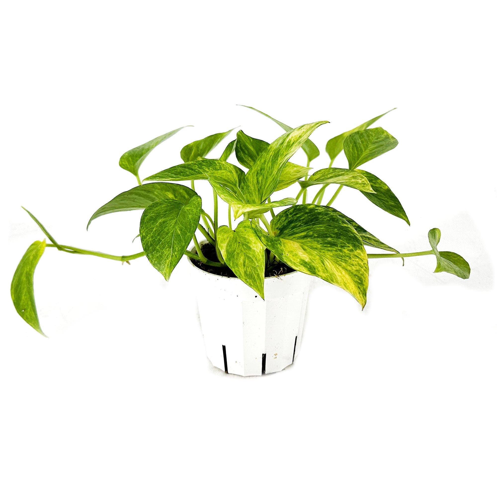 Epipremnum aureum 'Neon Queen'
