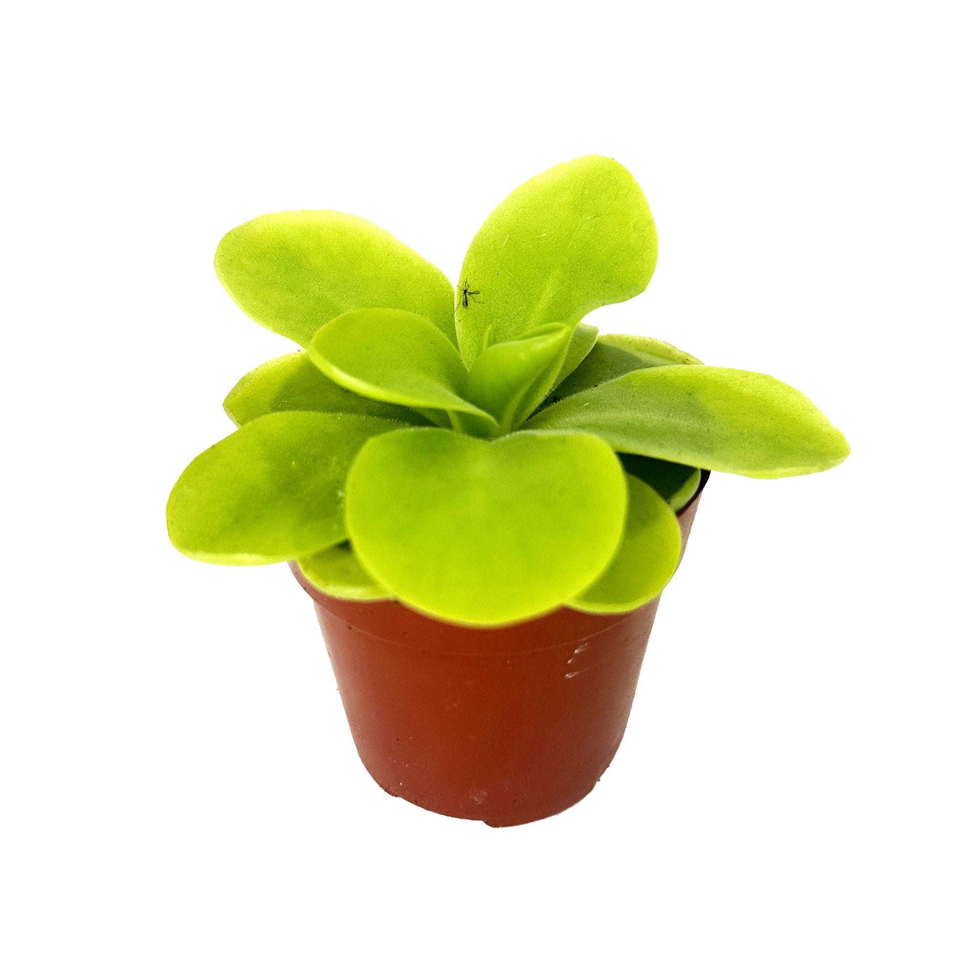 Pinguicula gigantea 'Butterwort'