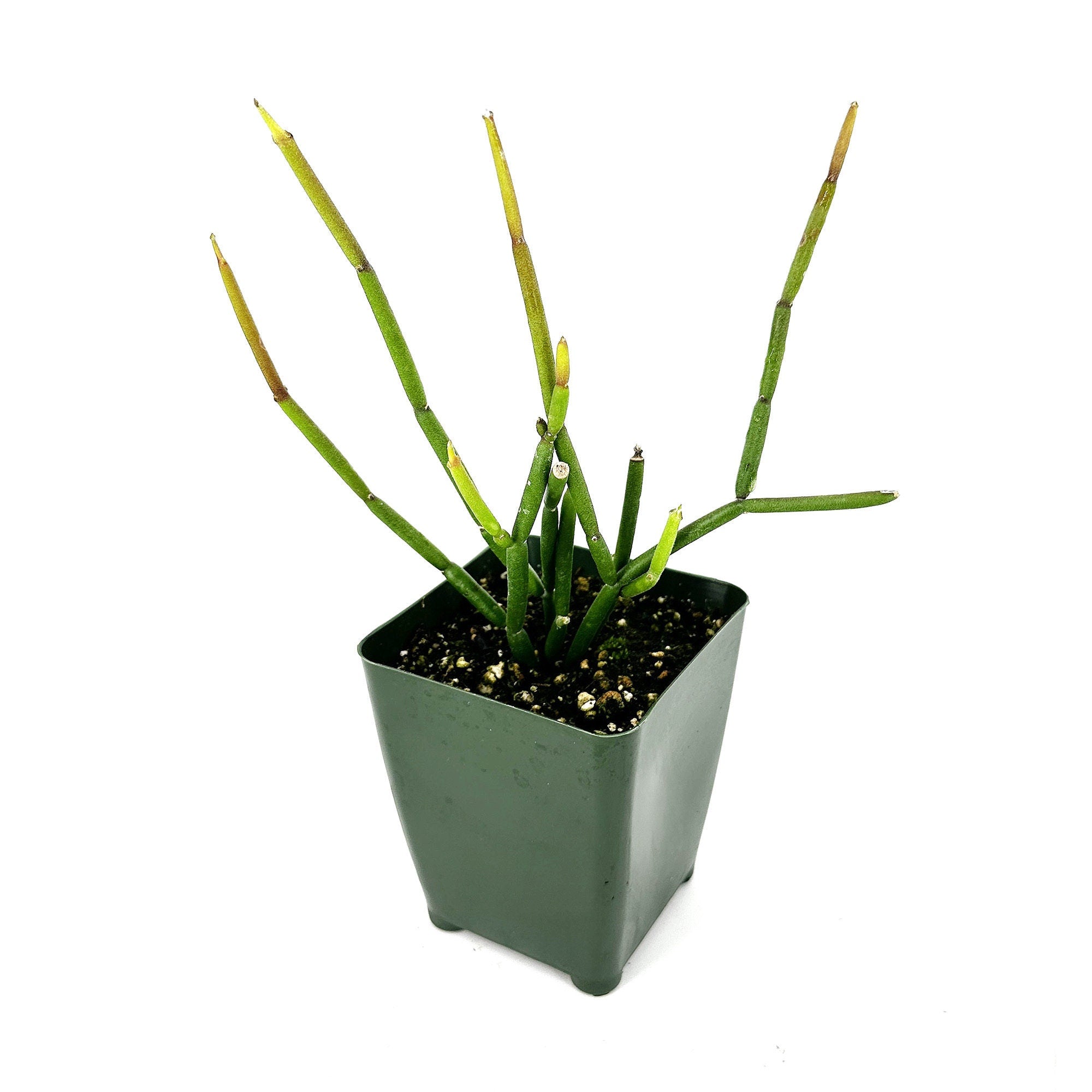 Cynanchum viminale