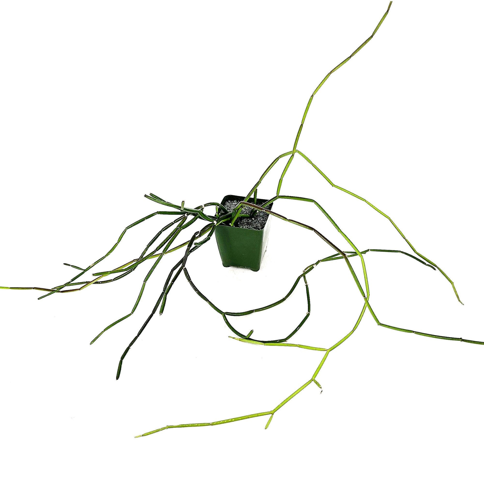 Cynanchum viminale
