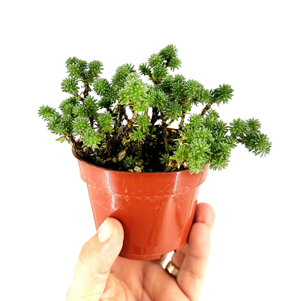 Sedum multiceps 'Mini Joshua Tree'