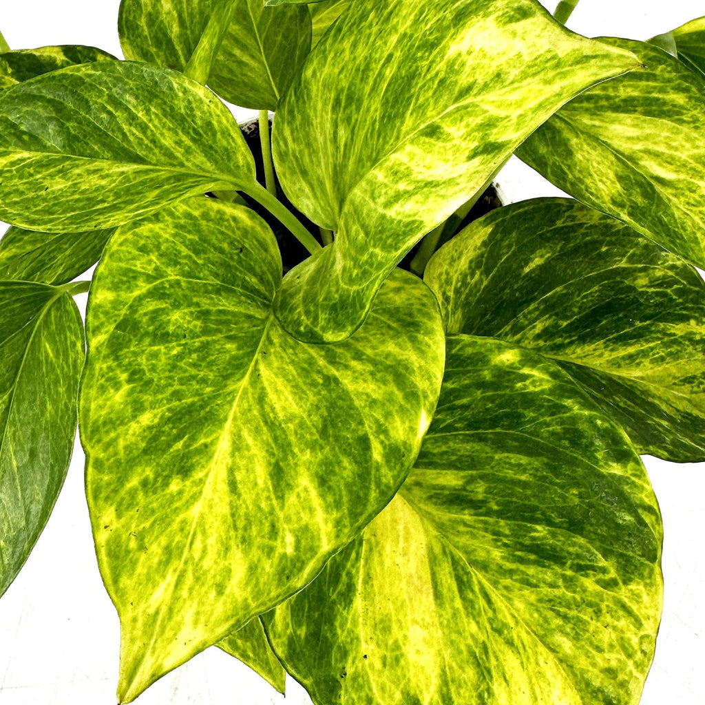 Epipremnum aureum 'Neon Queen'