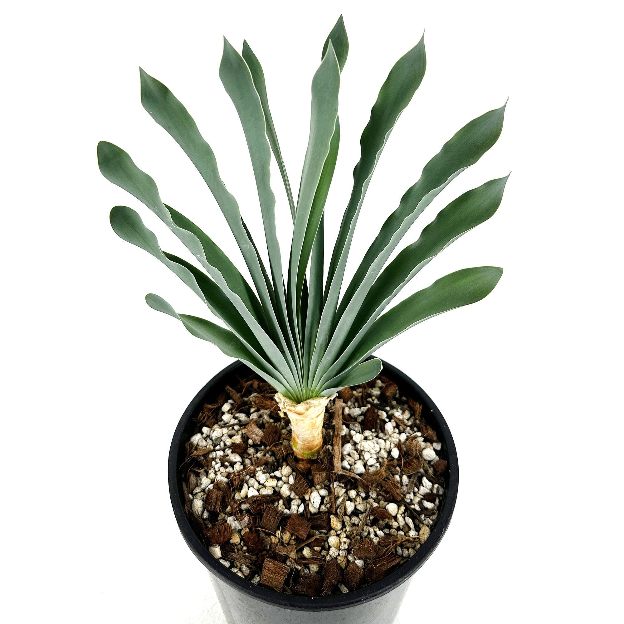 Boophone haemanthoides