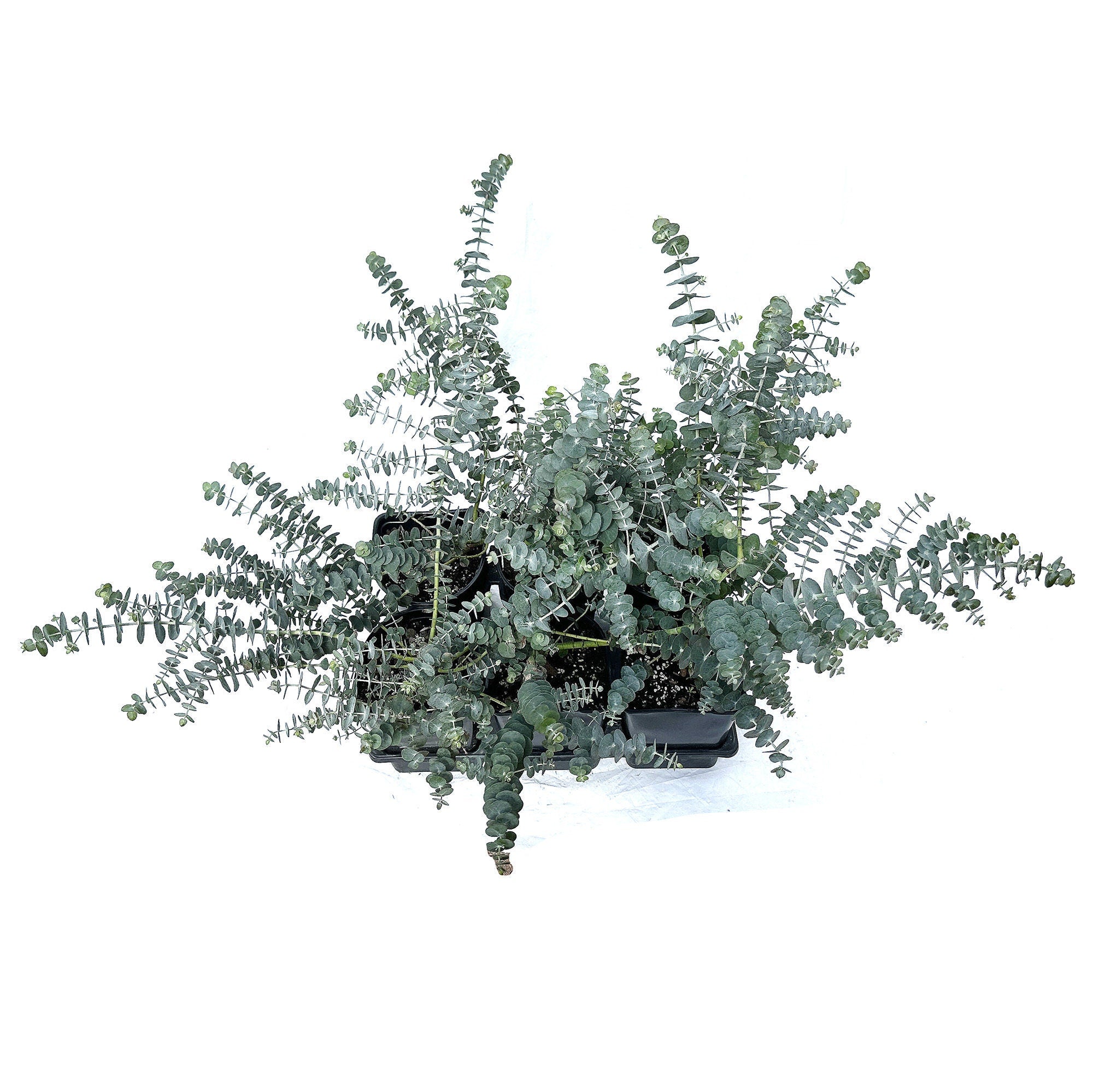 Eucalyptus pulverulenta 'Silver Dollar'