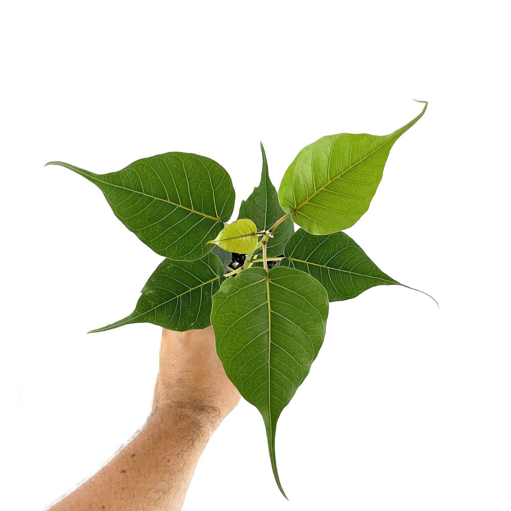 Ficus religiosa 'Bodhi Tree'
