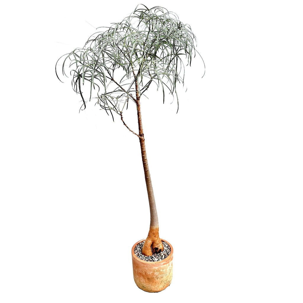 Brachychiton rupestris 'Queensland Bottle Tree'
